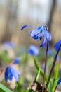 Blue scilla wild snowdrops blomming spring flowers nature macro in the forest Royalty Free Stock Photo