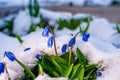 Blue scillas in the snow close-up. Spring flowers in melting snow Royalty Free Stock Photo