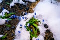 Blue scillas in the snow close-up. Spring flowers in melting snow Royalty Free Stock Photo