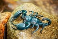 Blue Scorpion on the rock Royalty Free Stock Photo