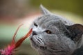 Blue Scottish cat home interior Royalty Free Stock Photo