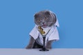 Blue Scottish Fold cat is drinking a cocktail Royalty Free Stock Photo