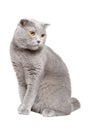 Blue Scottish fold cat