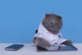 Blue Scottish Fold cat with tablet and phone