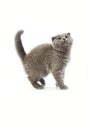 Blue Scottish Fold Domestic Cat, 2 Months Old Kitten against White Background Royalty Free Stock Photo