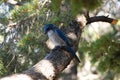 Scrub jay Aphelocoma californica in Grand Canyon, Az, USA Royalty Free Stock Photo