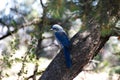 Scrub jay Aphelocoma californica in Grand Canyon, Az, USA Royalty Free Stock Photo