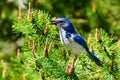 Blue Scrub Jay closeup Royalty Free Stock Photo