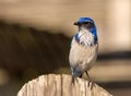 Blue scrub jay perched on wooden fence on sunny day Royalty Free Stock Photo