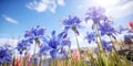 Blue scylla flowers spring in the field against blue sky