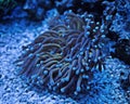 A Blue sea anemone in a similar blue background.