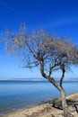 Beautiful tamarisk tree on the beach. Summer landscape in Greece. Royalty Free Stock Photo