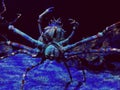 Blue Sea Crab