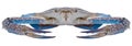 Blue sea crab isolated on white background. Royalty Free Stock Photo