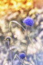 Blue Sea Holly Eryngo Flower Royalty Free Stock Photo