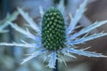 Blue Sea Holly Thistle Royalty Free Stock Photo