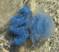 Blue sea jellyfish under water Royalty Free Stock Photo