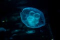 Blue Sea Moon Jellyfish on a black background, close up Royalty Free Stock Photo