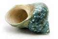 Blue Sea Shell Royalty Free Stock Photo