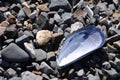 Blue Sea Shell Royalty Free Stock Photo