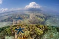 Blue Sea Star and Distant Volcano in Indonesia Royalty Free Stock Photo