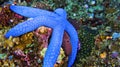 Blue Sea Star, Indonesia Royalty Free Stock Photo