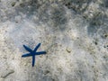 Blue sea star laying on sandy sea floor Royalty Free Stock Photo