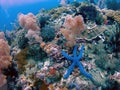 A Blue Sea Star Linckia laevigata Royalty Free Stock Photo