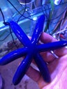 Blue Sea Star - Linckia laevigata