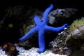 Blue Sea Star - Linckia laevigata Royalty Free Stock Photo