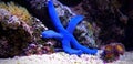 Blue Sea Star - Linckia laevigata Royalty Free Stock Photo