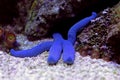 Blue Sea Star - Linckia laevigata