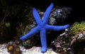Blue Sea Star - Linckia laevigata Royalty Free Stock Photo