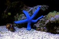 Blue Sea Star - Linckia laevigata