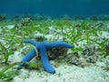 Blue sea star Royalty Free Stock Photo