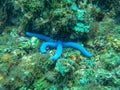 A blue sea star Linckia laevigata at underwater garden of Menjangan Island, West Bali National Park, Indonesia. Royalty Free Stock Photo