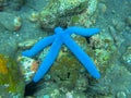 A blue sea star Linckia laevigata at underwater garden of Menjangan Island, West Bali National Park, Indonesia. Royalty Free Stock Photo