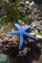 Blue sea star Linkia laevigate