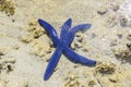 Blue Sea Star