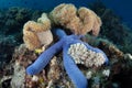 Blue Sea Star on Reef Royalty Free Stock Photo