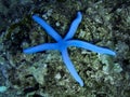 Blue sea star underwater Royalty Free Stock Photo