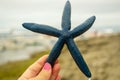 Blue sea starfish in the woman hand in Balicasag Island Royalty Free Stock Photo