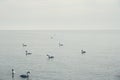 Blue sea sunrise and floating swans in the water. Wild white swans swim in the sea near the shore. Swans feed near the