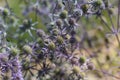 Blue sea thistle flower / sea holly Royalty Free Stock Photo