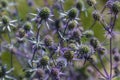 Blue sea thistle flower / sea holly Royalty Free Stock Photo