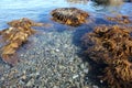 Blue sea water, stones and rocks, marine flora