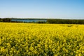 Blue sealake and yellow rape Royalty Free Stock Photo