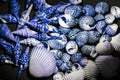 Blue seashells. Creative art using nature. Close-up nature background image Royalty Free Stock Photo