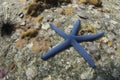 Blue seastar (linckia laevigata) at Lipe island Royalty Free Stock Photo