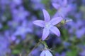 Blue `Serbian Bellflower` - Campanula Poscharskyana